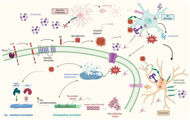 Reciprocal Interactions Between Periodontal Disease and Alzheimer's Disease: Implications for Mutual Triggering, Exacerbation, and Treatment Interventions-A Comprehensive Review of the Literature.