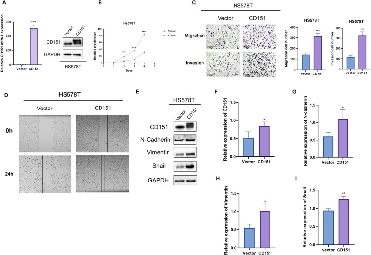 CD151 Promotes Cancer Progression in Triple-Negative Breast Cancer by Inducing EMT through the MAPK Signaling Pathway.