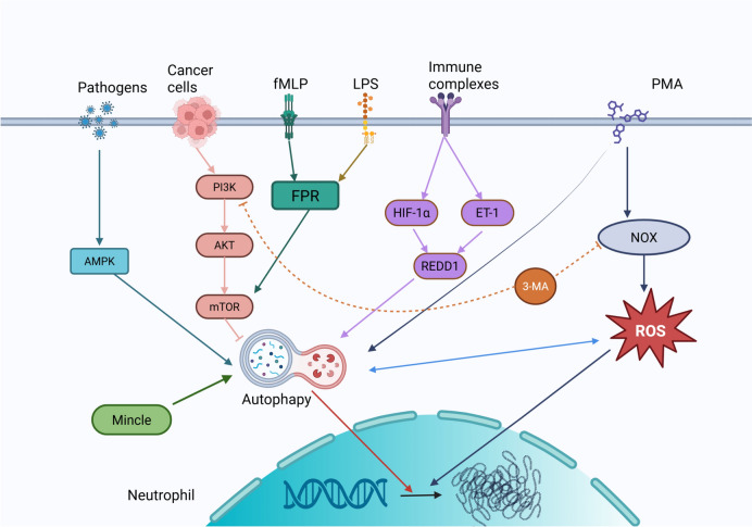 Exploring neutrophil extracellular traps: mechanisms of immune regulation and future therapeutic potential.
