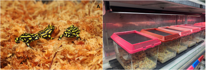 Effects of ultraviolet radiation on the activity, survival, and growth of the critically endangered northern corroboree frog.