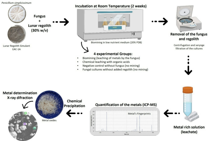 Biomining of lunar regolith simulant EAC-1 A with the fungus Penicillium simplicissimum.