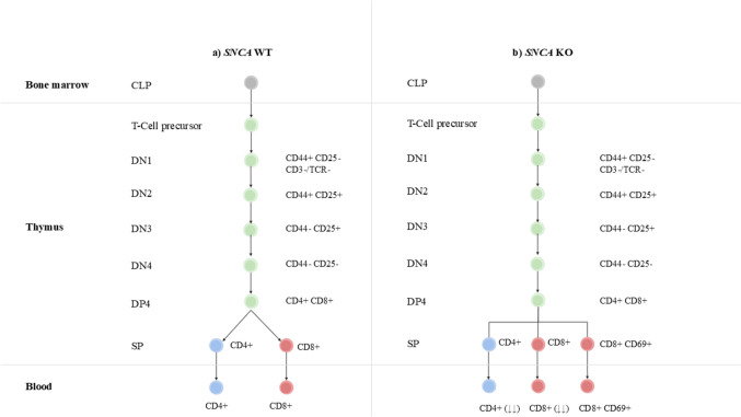 Exploring α-Syn's Functions Through Ablation Models: Physiological and Pathological Implications.