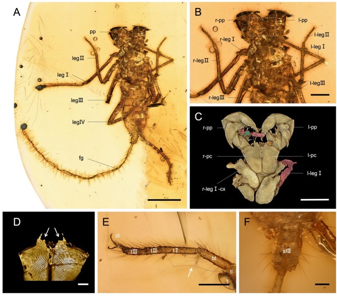 A new whip scorpion (Arachnida: Thelyphonida) with a phoretic mite (Acariformes: Trochometridiidae) from Mid-Cretaceous Kachin amber.