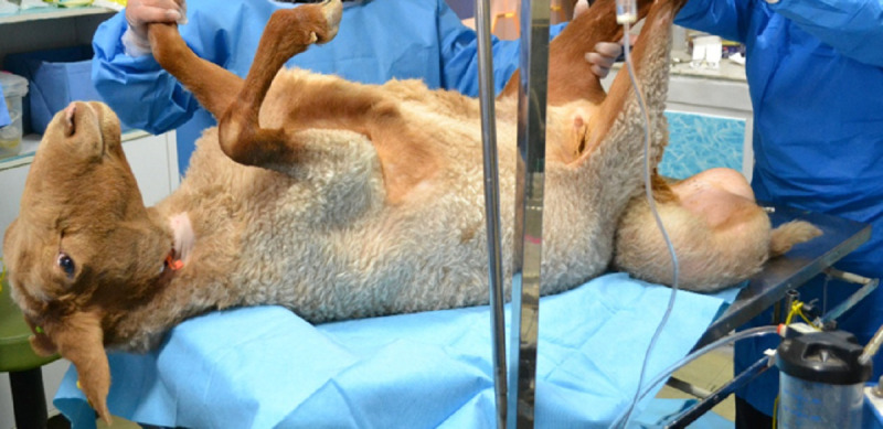 Developing an innovative interventional approach for stenting trachea.