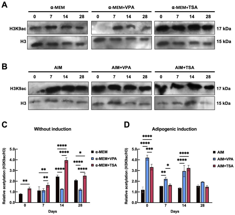 Histone H3 Lysine 9 Acetylation Plays a Role in Adipogenesis of Periodontal Ligament-Derived Stem Cells.