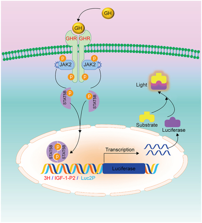 An improved reporter gene assay for evaluating the biological activity of recombinant human growth hormone.