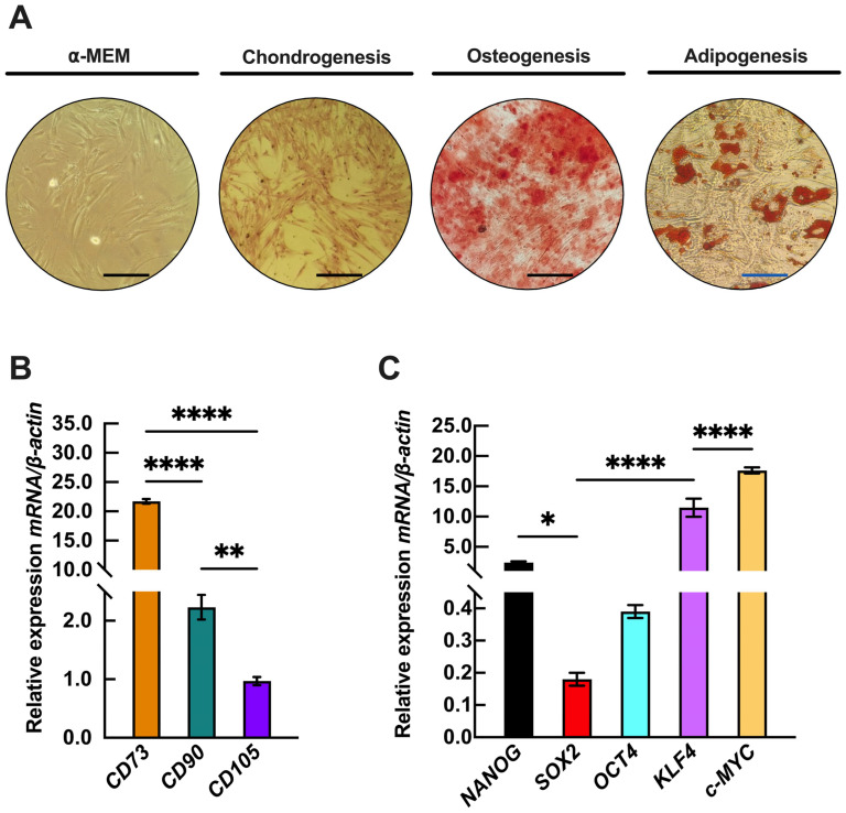 Histone H3 Lysine 9 Acetylation Plays a Role in Adipogenesis of Periodontal Ligament-Derived Stem Cells.