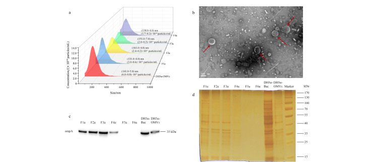[Isolation and proteomic analysis of bacterial outer membrane vesicle subpopulations].