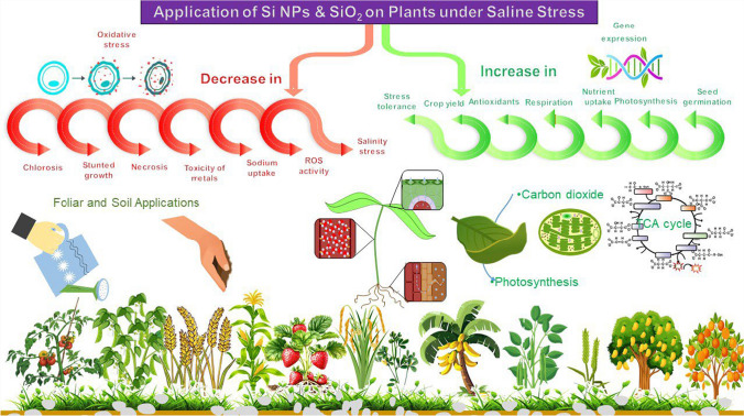 Harnessing silicon nanoparticles and various forms of silicon for enhanced plant growth performance under salinity stress: application and mechanism.