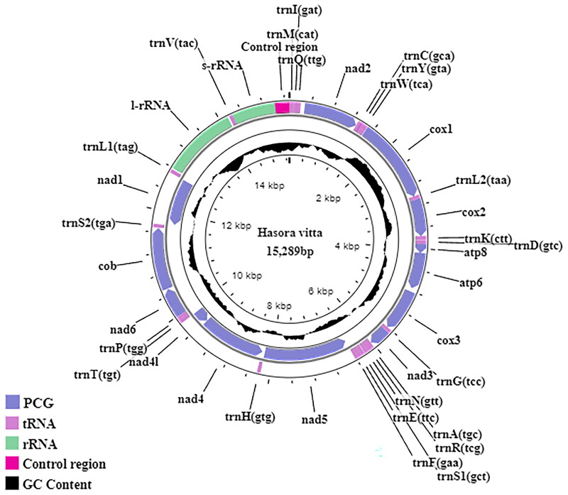 Complete mitochondrial genome data and phylogenetic analysis of the Plain Banded Awl, <i>Hasora vitta</i> (Lepidoptera: Hesperiidae: Coeliadinae) from Malaysia.