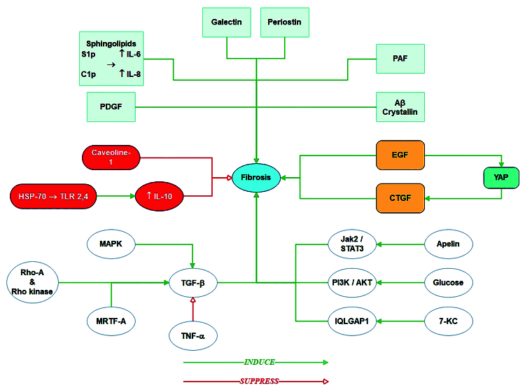 Intracellular Signaling Pathways and Their Potential Targeting for Treatment of Ocular Posterior Segment Fibrosis.
