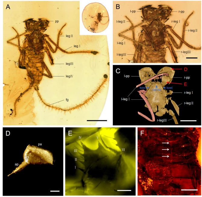 A new whip scorpion (Arachnida: Thelyphonida) with a phoretic mite (Acariformes: Trochometridiidae) from Mid-Cretaceous Kachin amber.