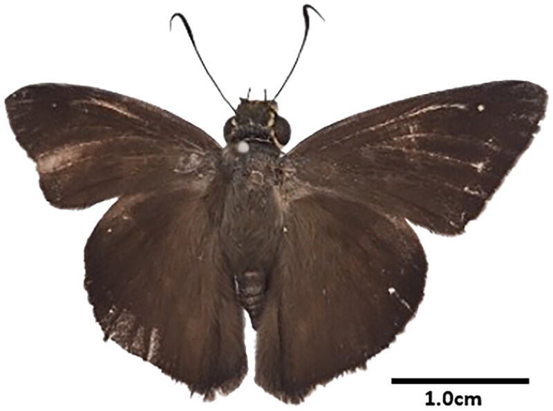 Complete mitochondrial genome data and phylogenetic analysis of the Plain Banded Awl, <i>Hasora vitta</i> (Lepidoptera: Hesperiidae: Coeliadinae) from Malaysia.