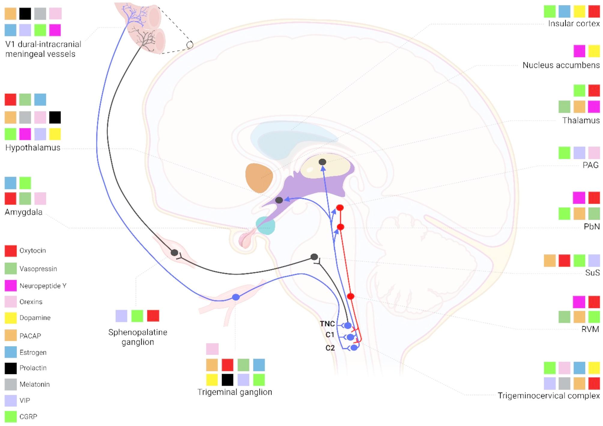 The role and interaction of hypothalamic-related neurotransmitters in migraine.