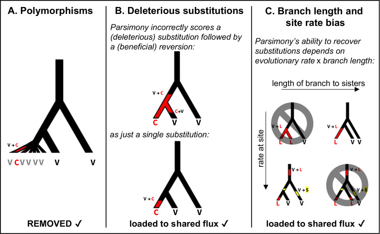 The effectiveness of selection in a species affects the direction of amino acid frequency evolution.