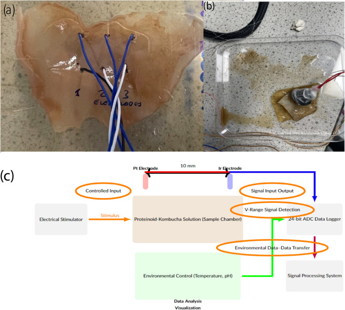 Living Kombucha Electronics with Proteinoids.
