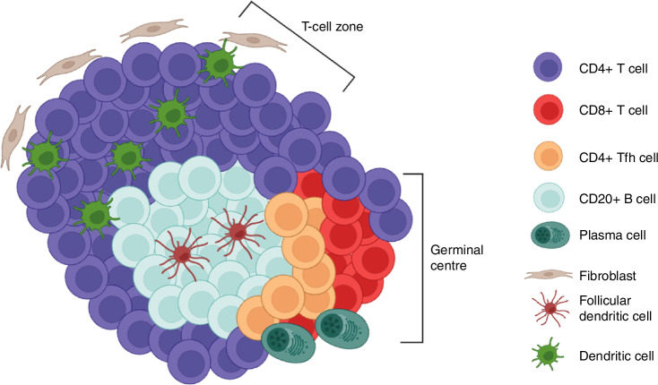 B cells and tertiary lymphoid structures in cancer therapy response.