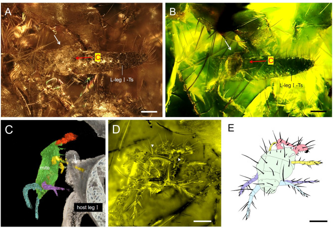 A new whip scorpion (Arachnida: Thelyphonida) with a phoretic mite (Acariformes: Trochometridiidae) from Mid-Cretaceous Kachin amber.