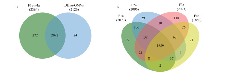 [Isolation and proteomic analysis of bacterial outer membrane vesicle subpopulations].