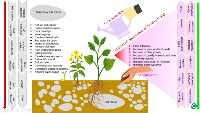 Harnessing silicon nanoparticles and various forms of silicon for enhanced plant growth performance under salinity stress: application and mechanism.