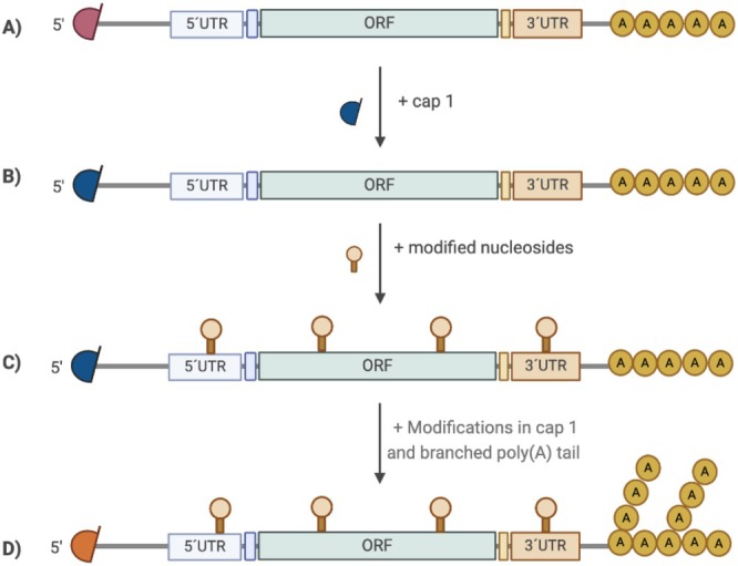 Therapeutic Application of mRNA for Genetic Diseases.