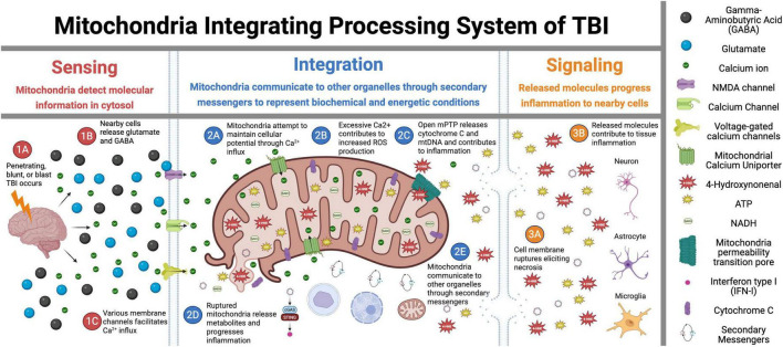 Mitochondria: the hidden engines of traumatic brain injury-driven neurodegeneration.