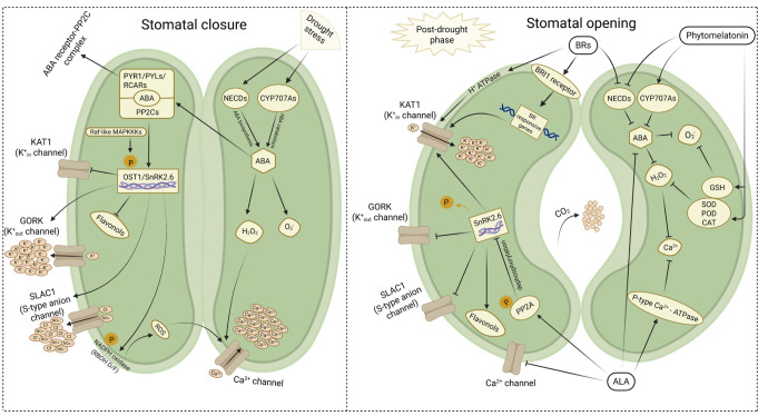 Potential mechanisms for the rapid post-drought reversal of ABA-induced stomatal closure by melatonin, 5-aminolevulinic acid, and brassinosteroids.