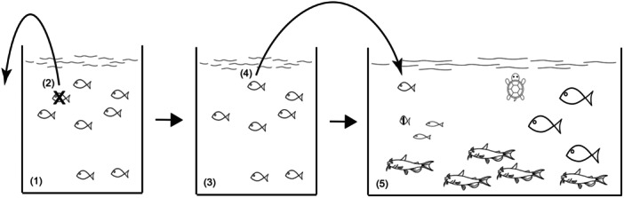 Behavior of Rio Sao Francisco Piranhas in Response to Changes in Space and Density.