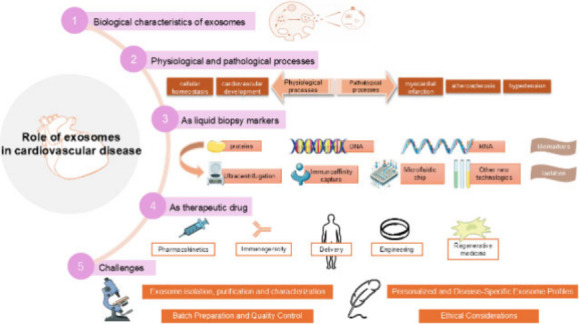 Role of Exosomes in Cardiovascular Disease: A Key Regulator of Intercellular Communication in Cardiomyocytes.