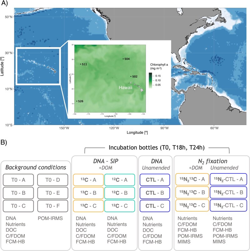 Organic metabolite uptake by diazotrophs in the North Pacific Ocean.