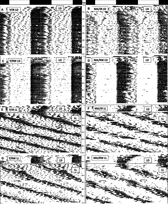 The Effects of Constant Light and Running-Wheel Access in Middle-Aged Female C57BL6/J Mice.