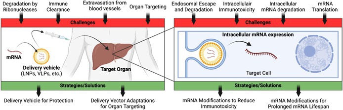 Therapeutic Application of mRNA for Genetic Diseases.