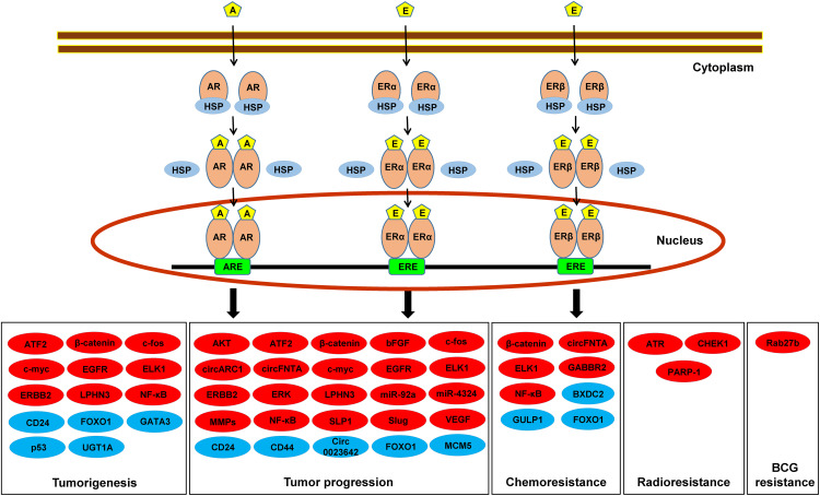 Recent advances in understanding the role of sex hormone receptors in urothelial cancer.