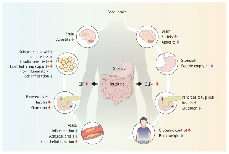 Obesity and heart failure with preserved ejection fraction: focus on new drugs and future direction in medical treatment.