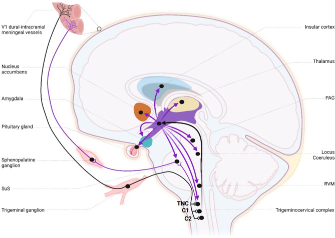 The role and interaction of hypothalamic-related neurotransmitters in migraine.