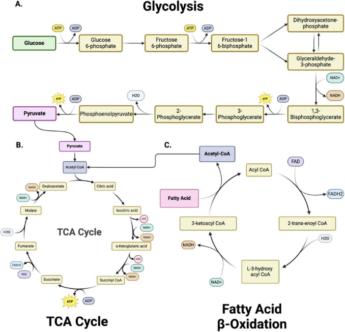 Mitochondria: the hidden engines of traumatic brain injury-driven neurodegeneration.