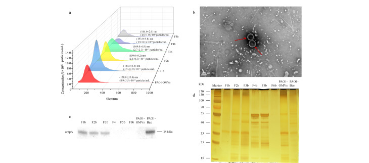 [Isolation and proteomic analysis of bacterial outer membrane vesicle subpopulations].