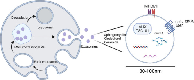 Role of Exosomes in Cardiovascular Disease: A Key Regulator of Intercellular Communication in Cardiomyocytes.