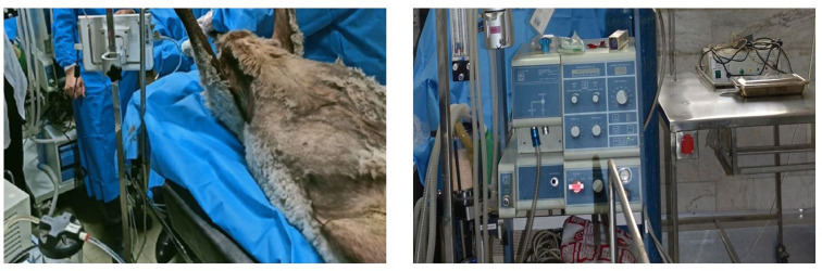 Developing an innovative interventional approach for stenting trachea.
