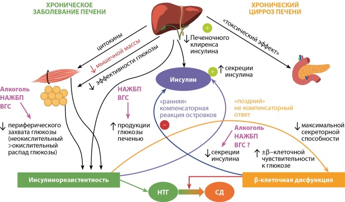 [Hepatogenic diabetes: three cases report and literature review].