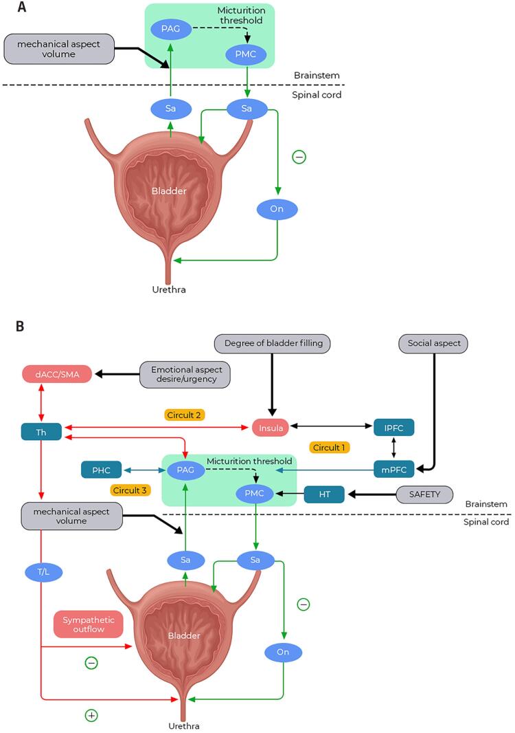 Neurophysiology of Micturition: a Narrative Review on Preventing Mismanagement.