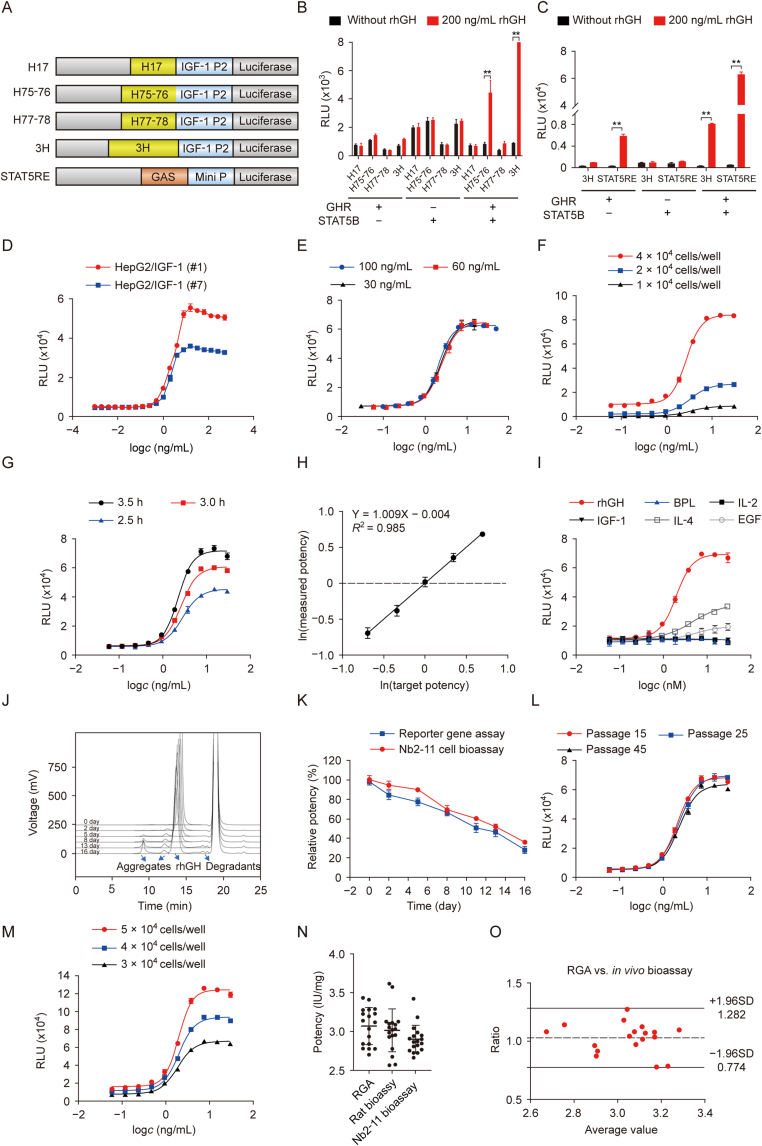 An improved reporter gene assay for evaluating the biological activity of recombinant human growth hormone.