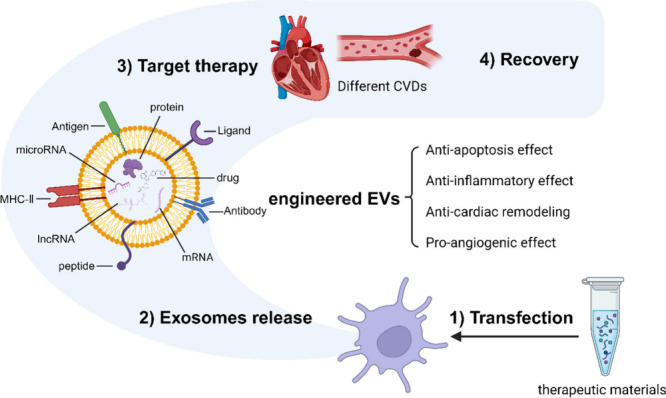 Role of Exosomes in Cardiovascular Disease: A Key Regulator of Intercellular Communication in Cardiomyocytes.