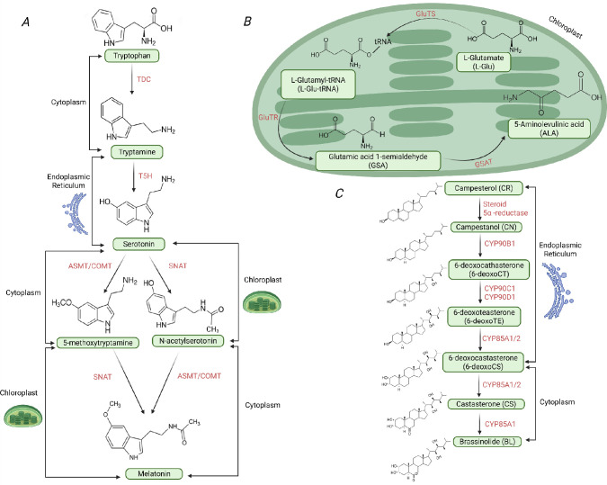 Potential mechanisms for the rapid post-drought reversal of ABA-induced stomatal closure by melatonin, 5-aminolevulinic acid, and brassinosteroids.