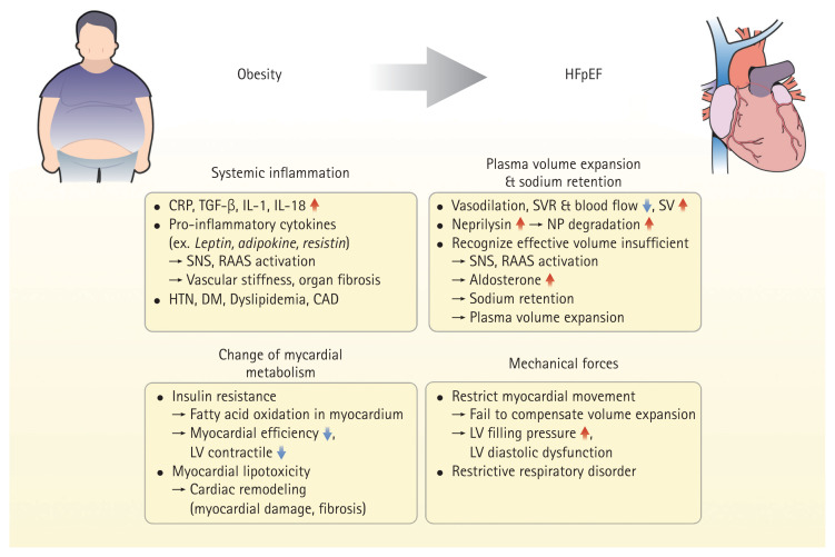 Obesity and heart failure with preserved ejection fraction: focus on new drugs and future direction in medical treatment.