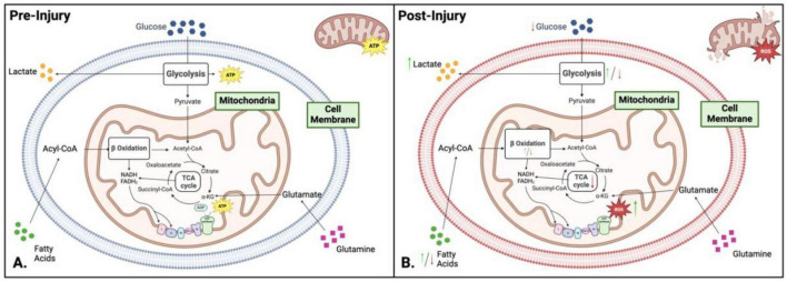 Mitochondria: the hidden engines of traumatic brain injury-driven neurodegeneration.