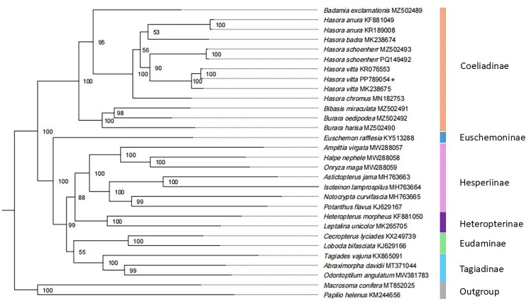 Complete mitochondrial genome data and phylogenetic analysis of the Plain Banded Awl, <i>Hasora vitta</i> (Lepidoptera: Hesperiidae: Coeliadinae) from Malaysia.