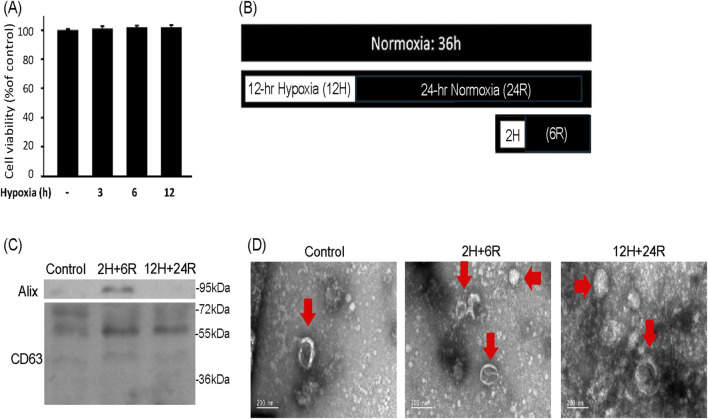 A double-edged effect of hypoxia on astrocyte-derived exosome releases.