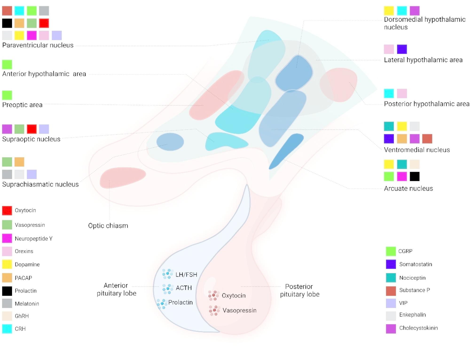 The role and interaction of hypothalamic-related neurotransmitters in migraine.