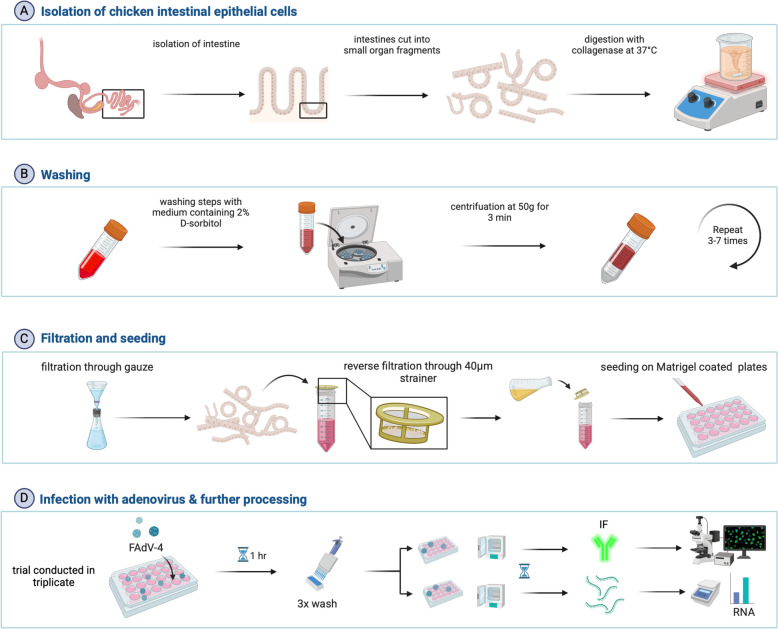 Virulence of fowl adenovirus (FAdV) serotype 4 strains impacts cell proliferation and immune response of primary chicken-embryo intestinal epithelial cells.